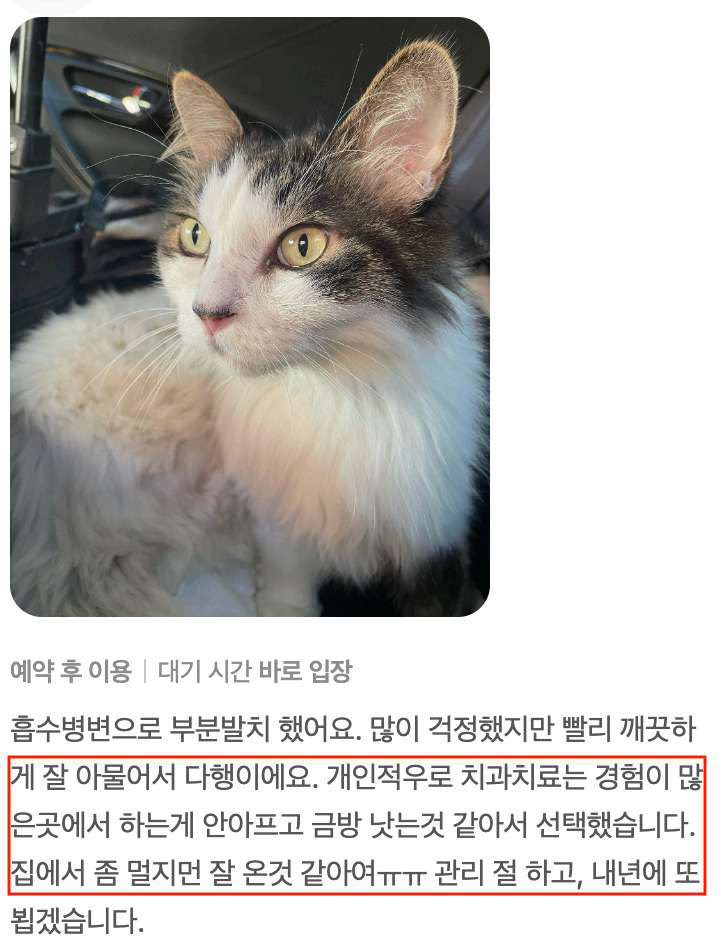 원문에 실린 고양이 사진과 보호자 후기